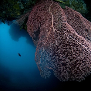 Gorgonian Sea-fan (Annella mollis) at edge of cave, Farondi Cave, Farondi, Raja Ampat, West Papua, New Guinea, Indonesia