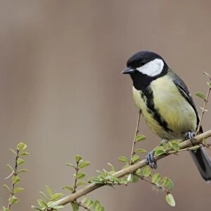Great Tit (Parus major) adult, perched on twig, Staffordshire, England, february