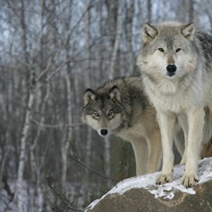 Grey Wolf (Canis lupus) two adults, standing on rock, in snow, Minnesota, U. S. A. winter (captive)