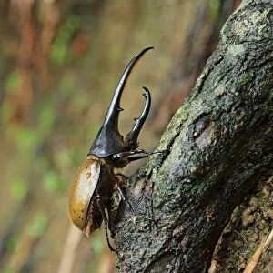 Hercules Beetle (Dynastes hercules) adult, resting on branch, Trinidad, Trinidad and Tobago, April