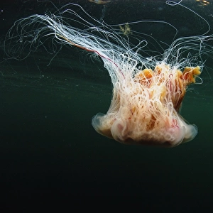 Lions Mane Jellyfish (Cyanea capillata) adult, swimming near surface in sea loch, Loch Carron, Ross and Cromarty