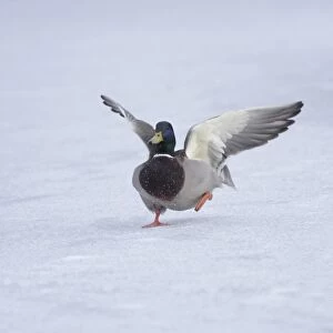 Mallard Duck (Anas platyrhynchos) adult male, landing on frozen lake surface in snow, West Yorkshire, England, february