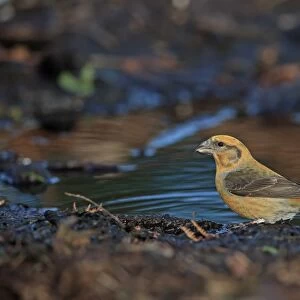Red Crossbill (Loxia curvirostra) adult male, drinking at pool, Norfolk, England, February