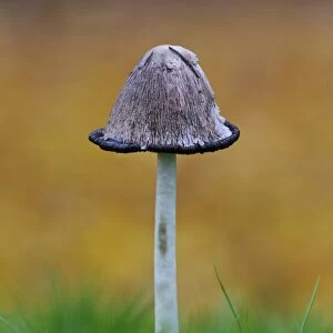 Shaggy Ink Cap (Coprinus comatus) fruiting body, with cap beginning process of liquefaction, growing in grass