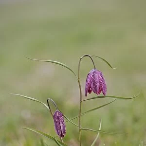 Snake's Head Fritillary (Fritillaria meleagris) flowering, growing in dew covered damp meadow, Cricklade Meadows, Gloucestershire, England, april