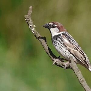 Spanish Sparrow (Passer hispaniolensis) adult male, perched on twig, Baracina, Portalegre District, Alentejo, Portugal, april
