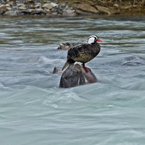 Torrent Duck (Merganetta armata) adult male, standing on rock in river, Torres del Paine N. P