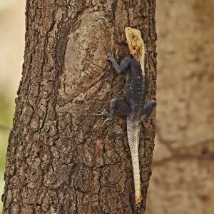 West African Agama (Agama africana) adult, clinging to tree trunk, Mole N. P. Ghana, February