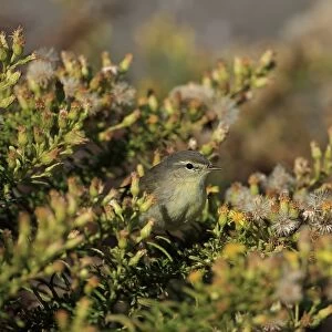 Willow Warbler (Phylloscopus trochilus) adult, on autumn migration, perched on bush, Portugal, October