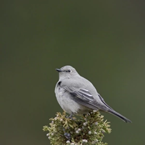 Adult Townsends Solitaire on juniper tree, Yellowstone NP, Wyoming