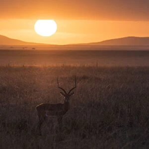 Africa, Tanzania, Ngorongoro Conservation Area. Antelope backlit in savannah at sunset