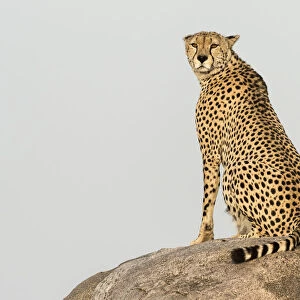 Africa, Tanzania, Serengeti National Park. Close-up of cheetah on boulder. Credit as