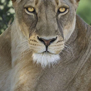 African lion, Mashatu Reserve, Botswana