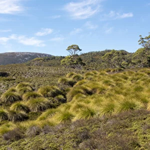 Australia, Tasmania, Cradle Mountain-Lake St Clair National Park Button grass moorland