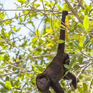 Central American Howler Monkey (Alouatta palliata), rehab center and forest preserve