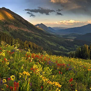 Colorado, Crested Butte, wildflowers