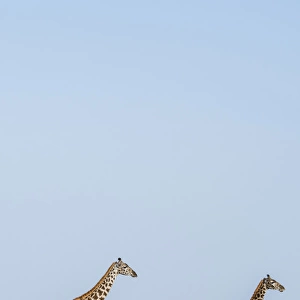 East Africa, Kenya, outside Amboseli National Park, Msai giraffe (Giraffa camelopardalis