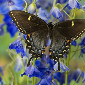 Eastern Tiger Swallowtail, Black Form, Papilio glaucus