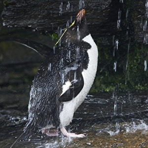 Falkland Islands. Rockhopper penguin bathing in waterfall
