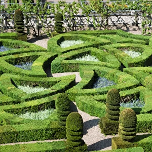 Garden detail, Chateau de Villandry, Villandry, Loire Valley, France