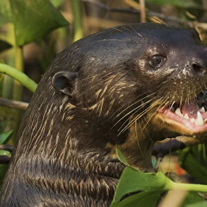 Giant otter close-up