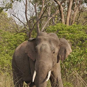 Indian / Asian Elephant, Corbett National Park, India