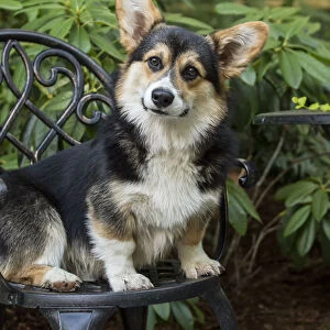 Issaquah, Washington State, USA. Six month old Corgi puppy sitting on a metal patio chair