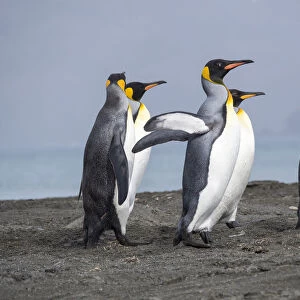 King Penguin (Aptenodytes patagonicus) rookery in St