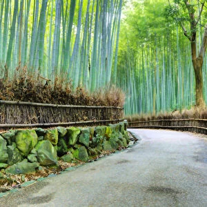 Kyoto. Abstract of Arashiyama Bamboo Grove