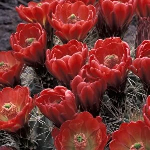 Mojave mound cactus or Kingcup cactus (Echinocereus triglochidiatus)