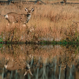 N. A. USA, Wyoming, Grand Teton Nat l Park Mule Deer