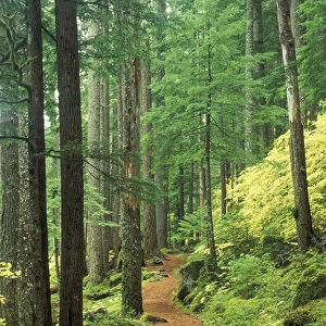 North America, USA, WA, Mt. Rainier NP Silver Falls Trail in lush forest