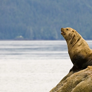 NorthAmerica, USA, AK, Inside Passage. Stellar Sea Lion (Eumetopias jubatus) haul