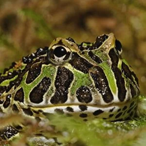 Pacman frog, Ceratophrys