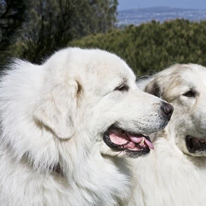 Portrait of two Great Pyrenees together at a Laguna Beach park in California