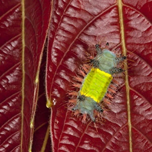 Saddleback Moth Caterpillar (Limacodidae), Yasuni National Park, Amazon Rainforest, ECUADOR