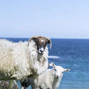 Sheep (Scottish Blackface) on the Isle of Harris, home of the Harris Tweed. Only Cheviot