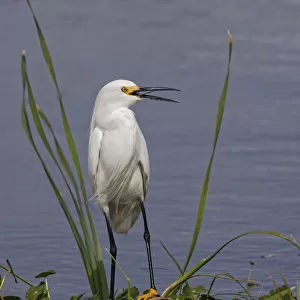 Snowy Egret, Stick Marsh, Florida