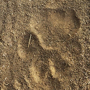 Tiger tracks in sand, Ranthambore National Park, Rajasthan, India