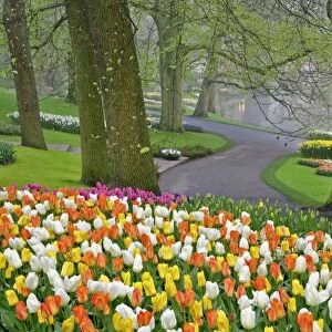 Tulips and roadway, Keukenhof Gardens, Lisse, Netherlands