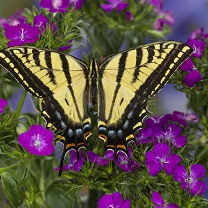 Two-tailed Swallowtail Butterfly, Papilio multicaudatus