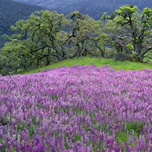 USA, California, Redwood National Park, Spring meadow of riverbank lupine slopes