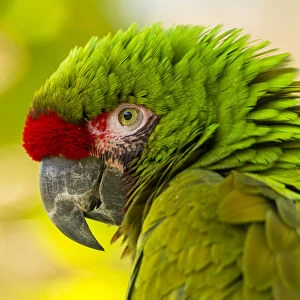 USA, California, Santa Barbara. Profile of macaw at Santa Barbara Zoo. Credit as