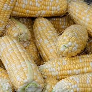USA; North America; Georgia; Savannah; Fresh corn at a Farmers Market