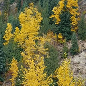 USA, Oregon, Mount Hood National Forest. Fall colored black cottonwood and conifers