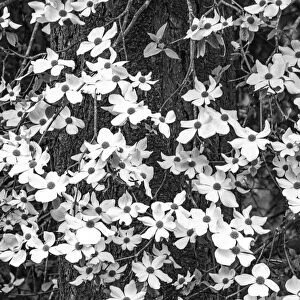 USA, Washington State, Pacific Northwest Sammamish White Dogwood blooming early spring