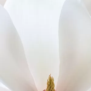 USA, Washington State, Seabeck. Close-up of tulip magnolia blossom