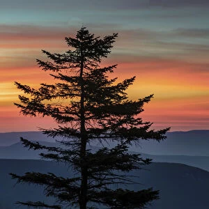 USA, West Virginia, Blackwater Falls State Park. Tree and landscape at sunset. Credit as