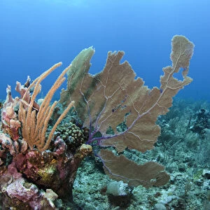 Venus Sea Fan (Gorgonia flabellum), Hol Chan Marine Reserve, Coral Reef Island, Belize Barrier Reef