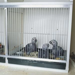 Three African Grey Parrot chicks (Psittacus erithacus) in a cage, 8 weeks old